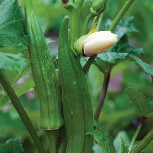 Okra Clemson Spineless