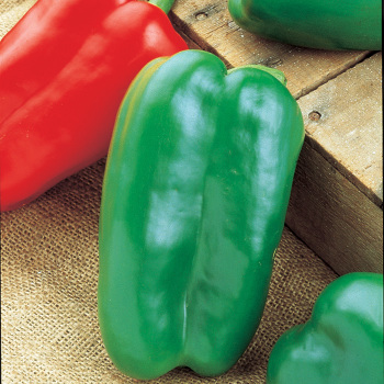 Pepper Big Bertha