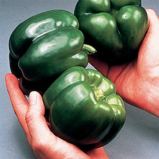 Pepper California Wonder TM 300