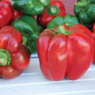 Pepper King of The North(red bell pepper)