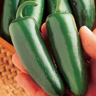 Pepper Mucho Nacho Jalapeno(hot)