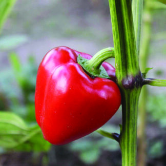 Pepper Pimento