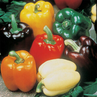 Pepper Rainbow Gourmet