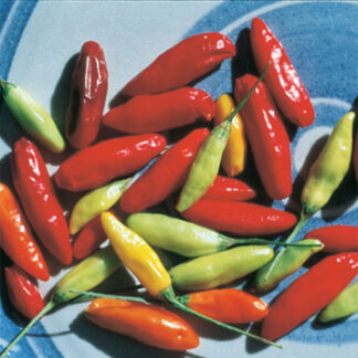 Pepper Tabasco