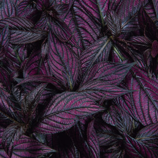 Persian Shield