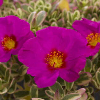 Portulaca