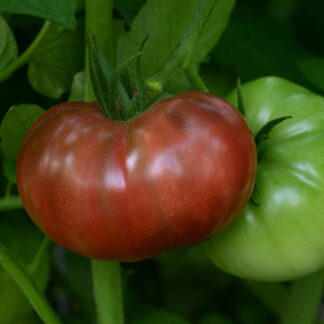 Tomato Cherokee Carbon