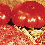 Tomato Dinner Plate