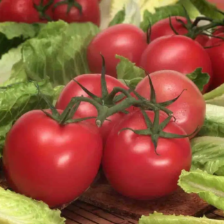 Tomato Bush Early Girl