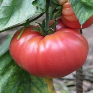 Tomato German Johnson