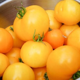 Tomato Golden Jubilee