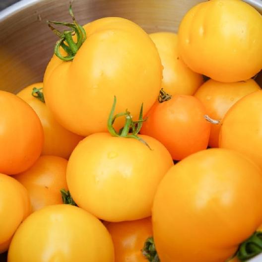 Tomato Golden Jubilee