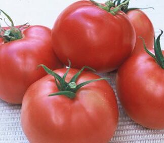 Tomato Gulf State
