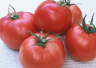 Tomato Gulf State
