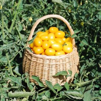 Tomato Jelly Bean Yellow