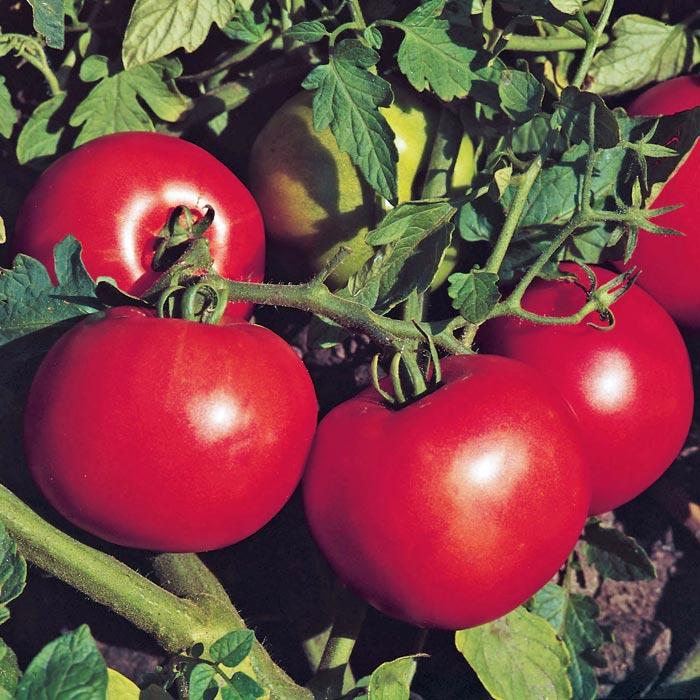 Tomato Jet Star