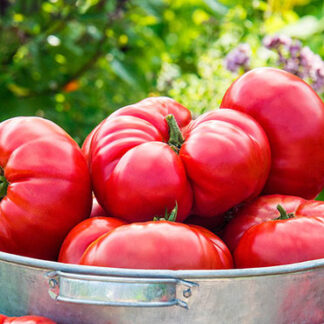 Tomato Mortgage Lifter
