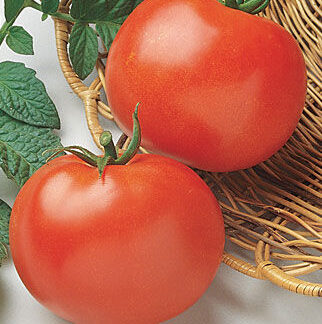 Tomato Rutgers