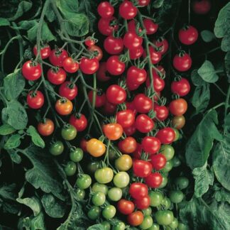 Cherry