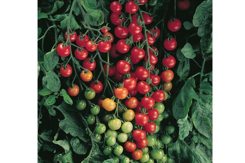 Tomato Super Sweet 100