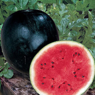 Watermelon Sugarbaby