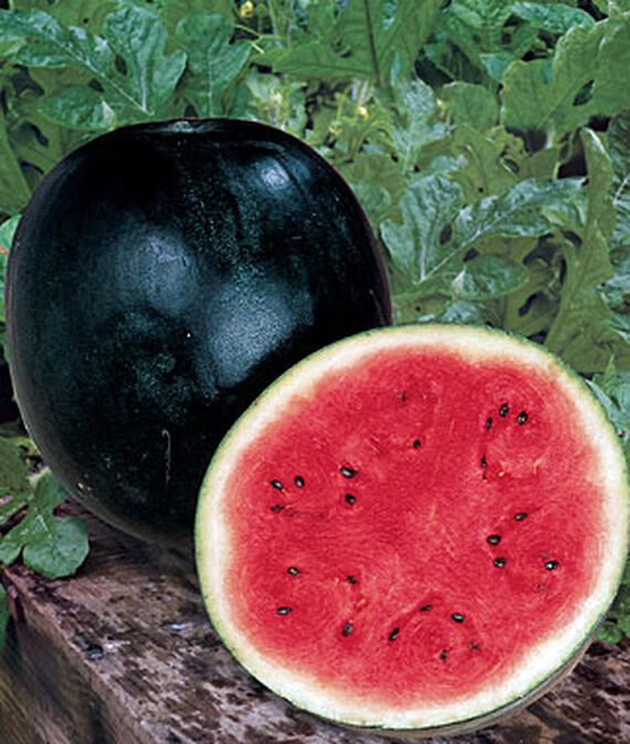 Watermelon Sugarbaby