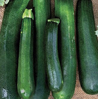 Zucchini Black Beauty