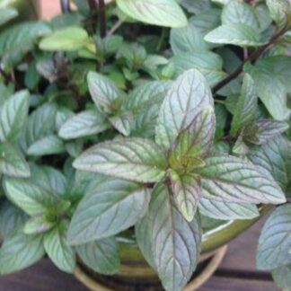 Chocolate Mint