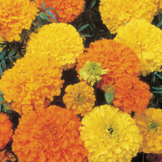 Marigold Cracker Jack Mix
