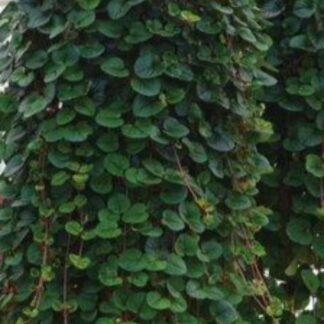 Lysimachia