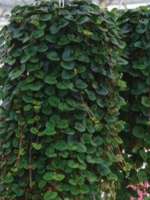 Lysimachia Sunburst