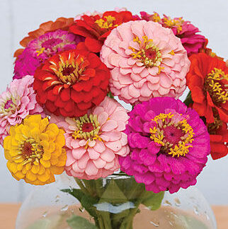 Zinnia Oklahoma Blend