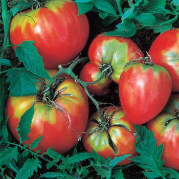 Tomato Giant Ox Heart