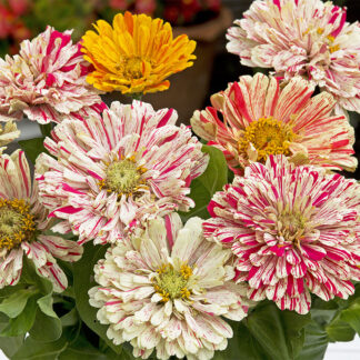 Zinnia Candy Cane Mix
