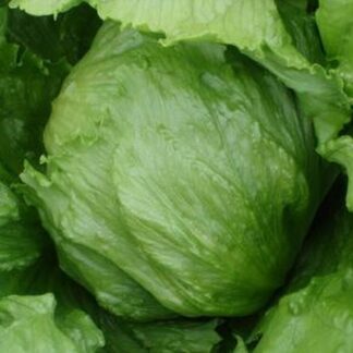 Lettuce Iceberg