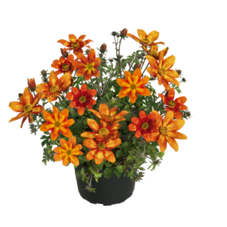Bidens Beezar Funny Honey