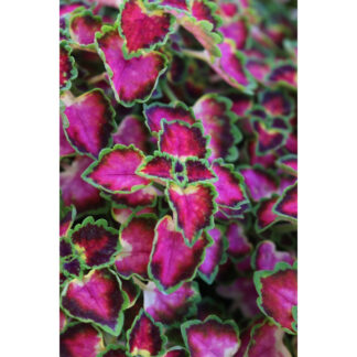 Coleus Great Falls Assorted