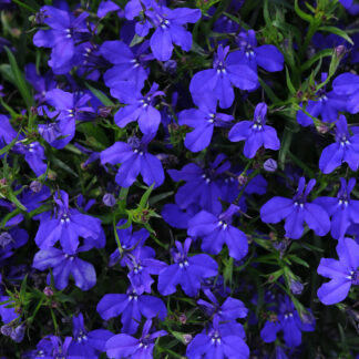 Lobelia Magadi Basket Dark Blue