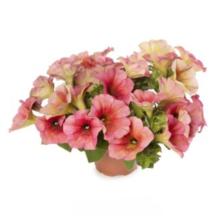 Petunia Sanguna Mango Punch