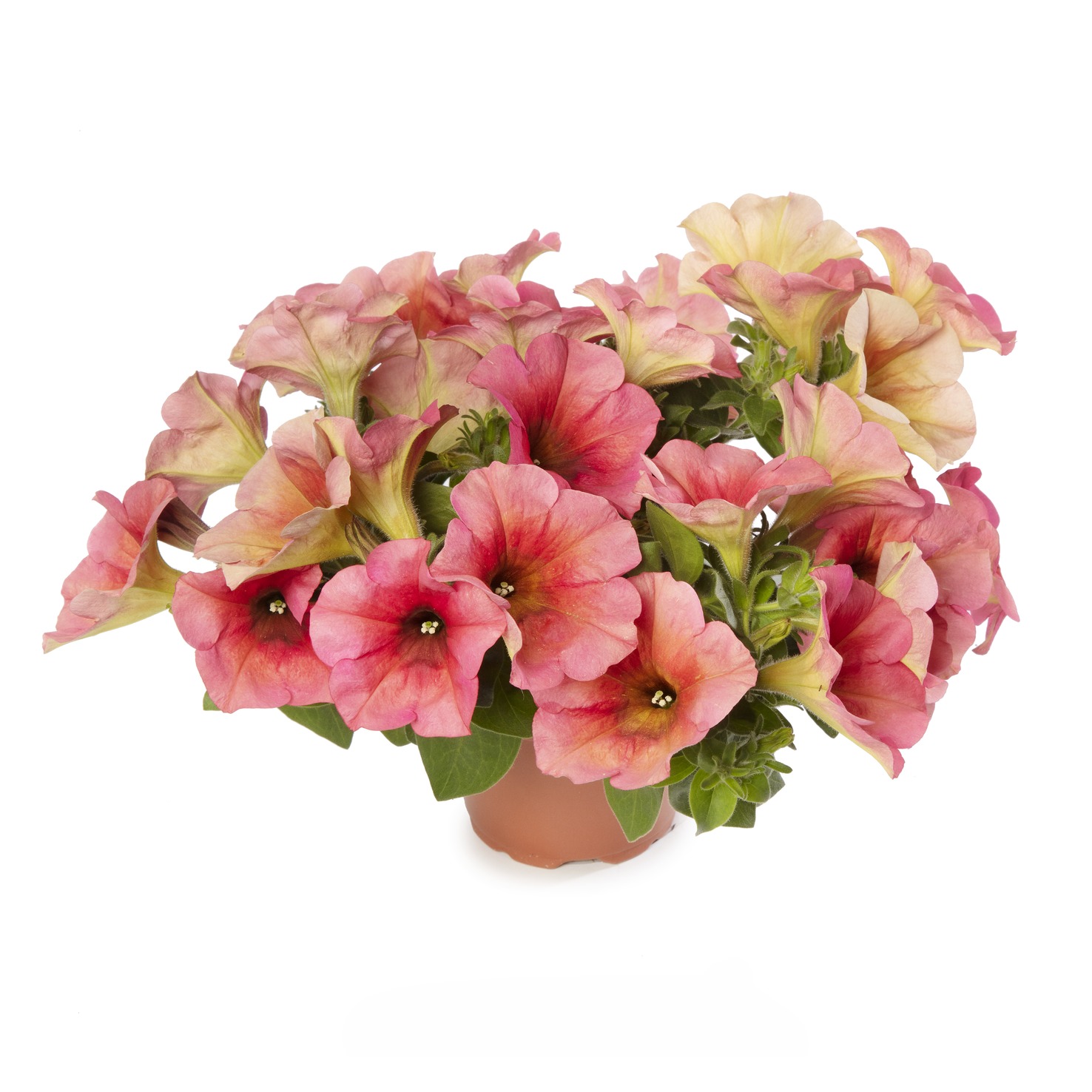 Petunia Sanguna Mango Punch