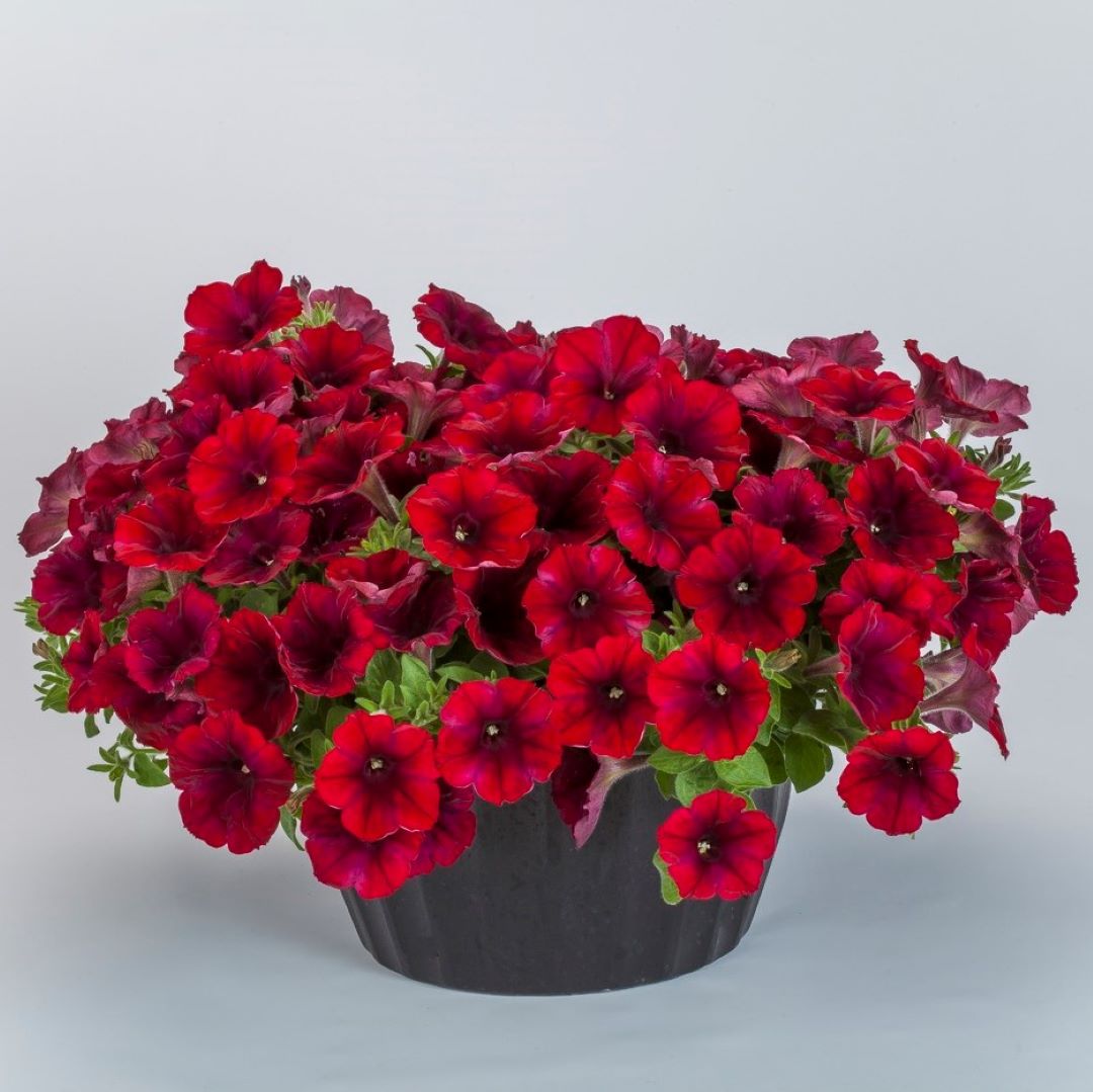 Petunia Sanguna Merlot