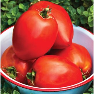 Amish Paste Tomato