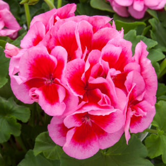 Geranium Calliope Large Rose Mega Splash
