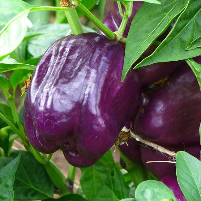 Purple Beauty Sweet Pepper