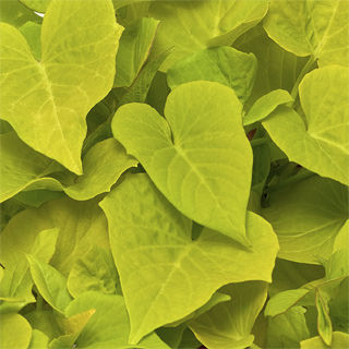 Ipomoea (Sweet Potato Vine)Sidekick Lime Heart