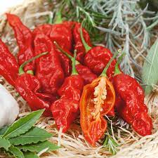 Wicked Ghost Pepper