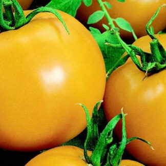 Goliath Sunny Tomato
