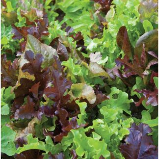 Gourmet Blend Lettuce