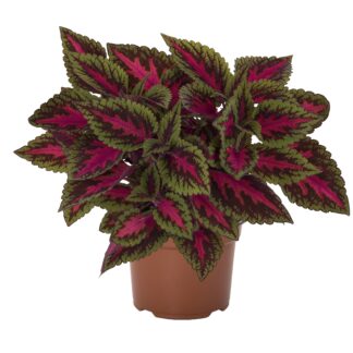 Coleus Main Street Ruby Road