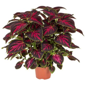 Coleus Main Street Orchard Road